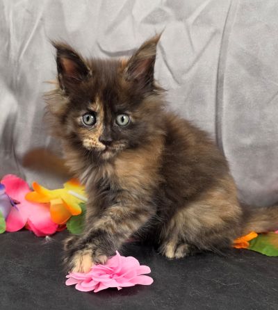 Dinah pink collar mackerel torbie Maine Coon kitten photo 8