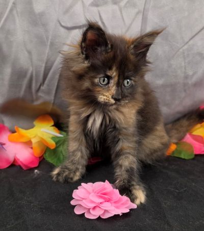 Dinah pink collar mackerel torbie Maine Coon kitten photo 9