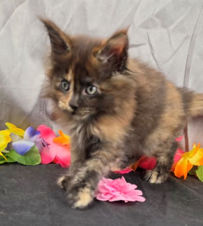 Dinah pink collar mackerel torbie Maine Coon kitten photo 16