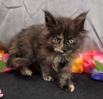 Dinah pink collar mackerel torbie Maine Coon kitten photo 3