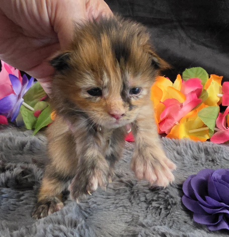 Pocahontas purple collar mackerel torbie Maine Coon kitten photo 5