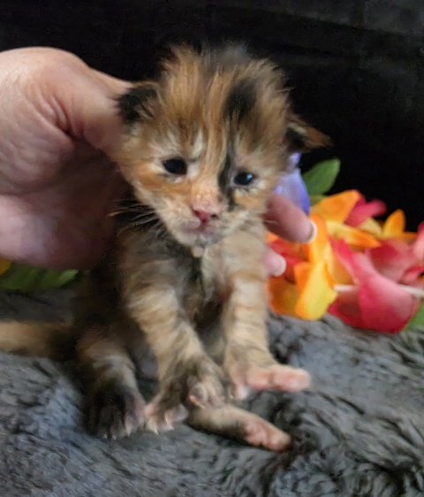 Pocahontas purple collar mackerel torbie Maine Coon kitten photo 6