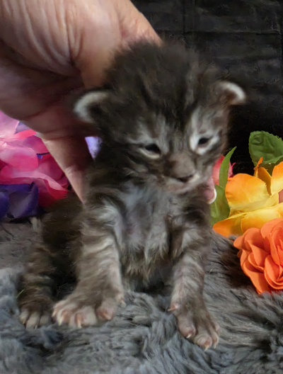 Figaro orange collar silver black classic Maine Coon kitten photo 2