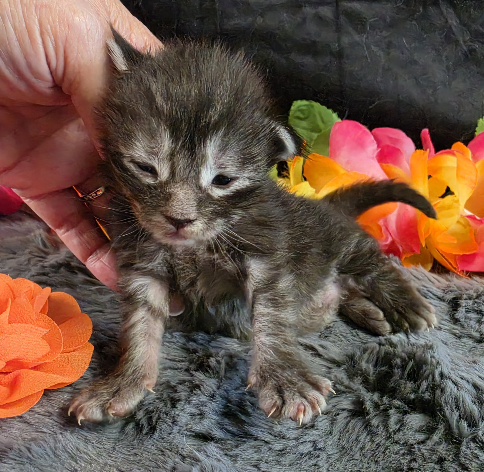 Figaro orange collar silver black classic Maine Coon kitten photo 6