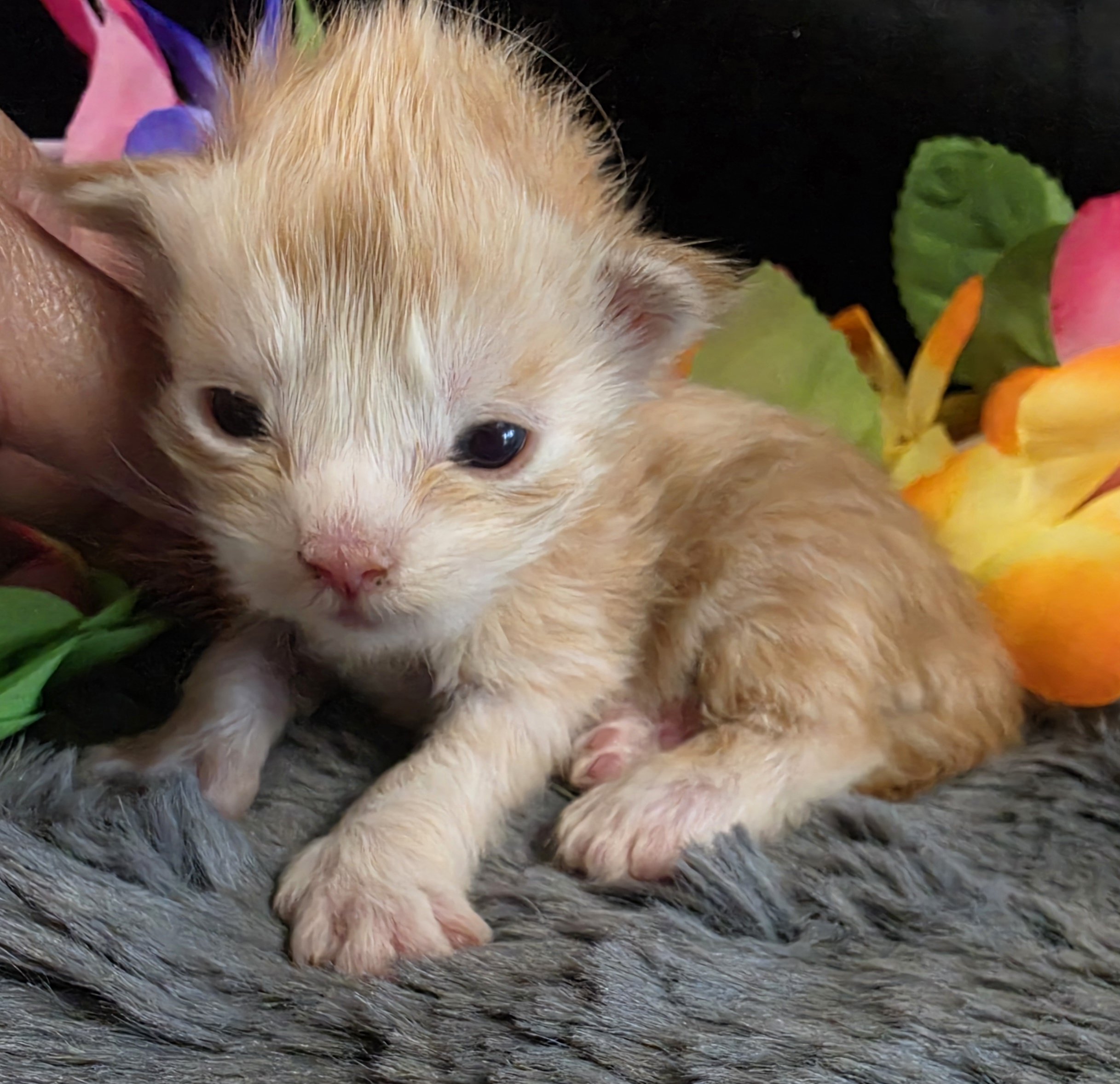 Raja yellow collar red mackerel Maine Coon kitten photo 1