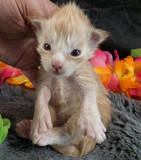 Raja yellow collar red mackerel Maine Coon kitten photo 2