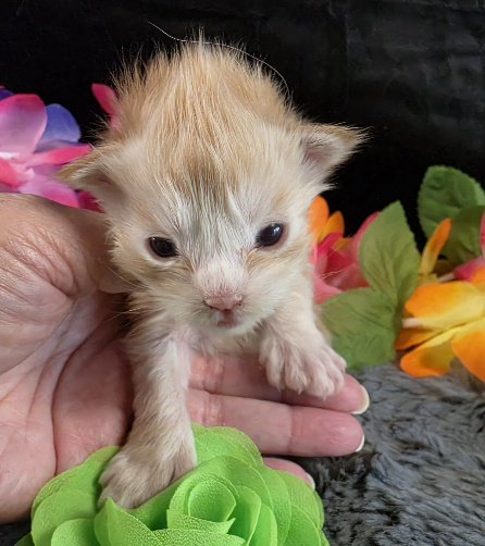 Raja yellow collar red mackerel Maine Coon kitten photo 3
