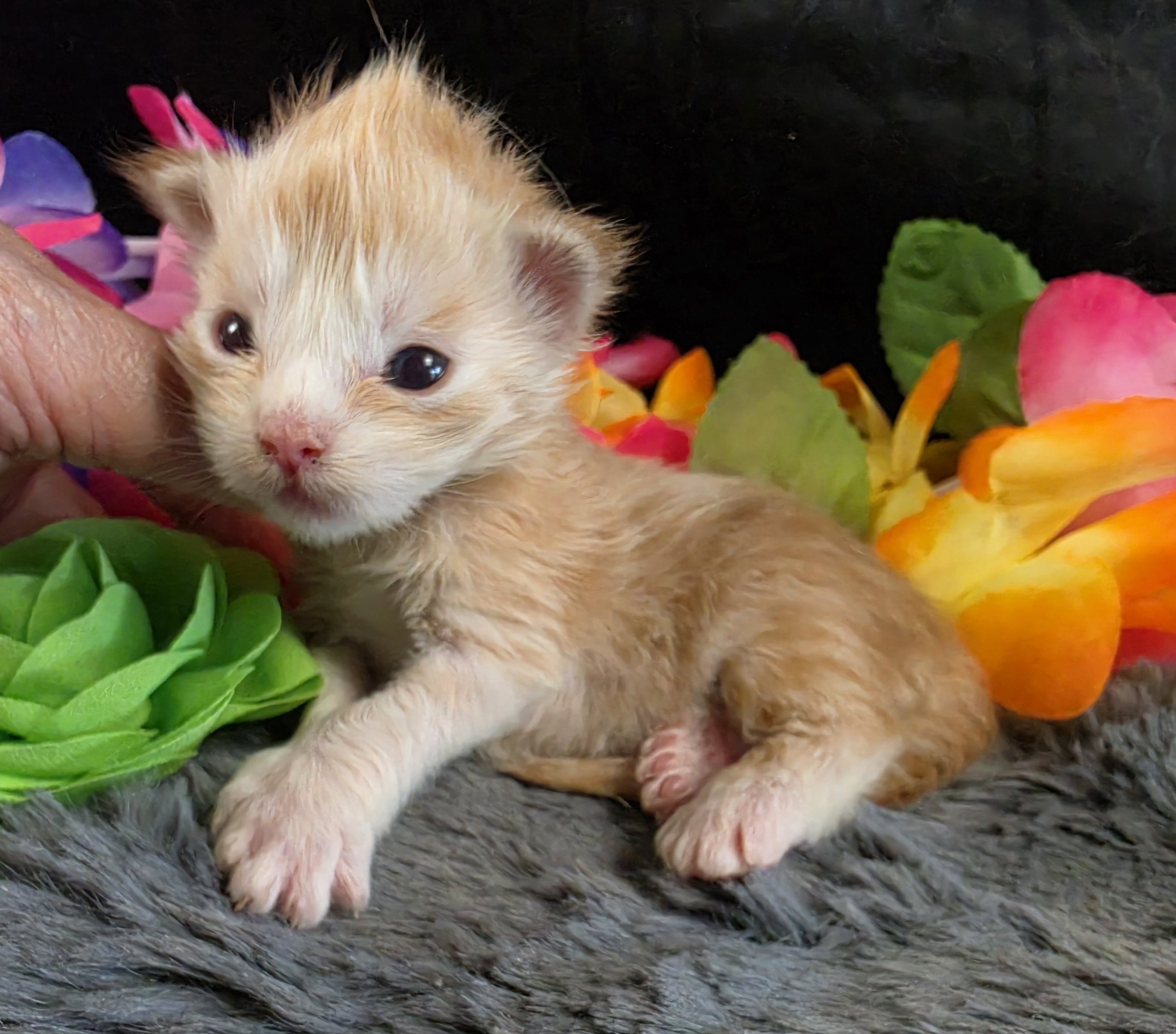 Raja yellow collar red mackerel Maine Coon kitten photo 4