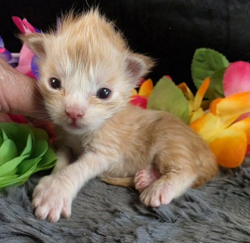 Raja yellow collar red mackerel Maine Coon kitten photo 5