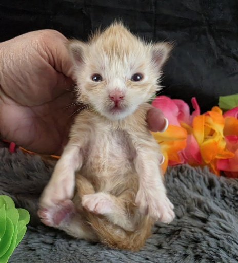 Raja yellow collar red mackerel Maine Coon kitten photo 6
