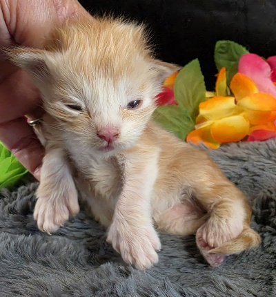 Raja yellow collar red mackerel Maine Coon kitten photo 7