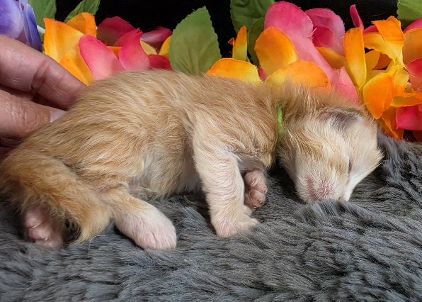 Raja yellow collar red mackerel Maine Coon kitten photo 8