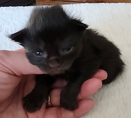 MaineCoonKittenZivaRauchen01_27_27FBlacksmoke1.jpg