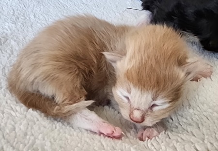 MaineCoonKittenZivaRauchen01_27_27M1RedClassic1.jpg