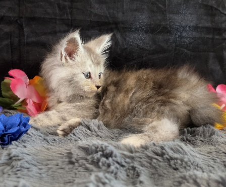 Tanzanite Dove blue collar black smoke torbie Maine Coon kitten photo 4