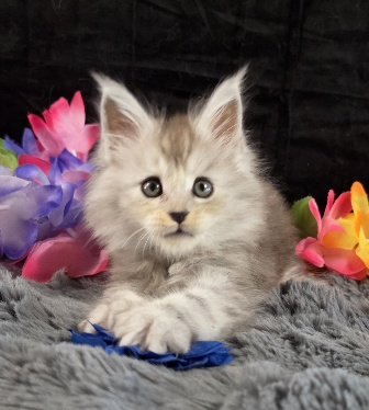 Tanzanite Dove blue collar black smoke torbie Maine Coon kitten photo 7