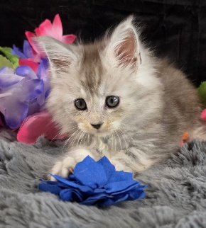 Tanzanite Dove blue collar black smoke torbie Maine Coon kitten photo 8