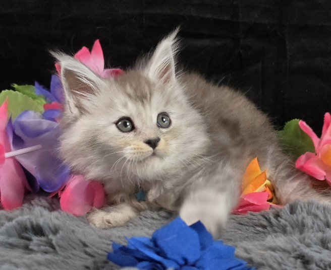 Tanzanite Dove blue collar black smoke torbie Maine Coon kitten photo 9