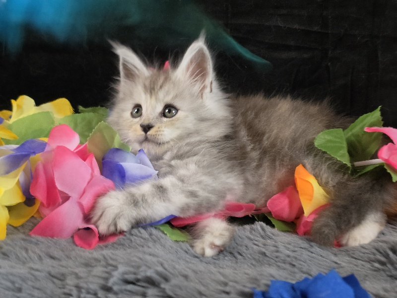 Tanzanite Dove blue collar black smoke torbie Maine Coon kitten photo 9