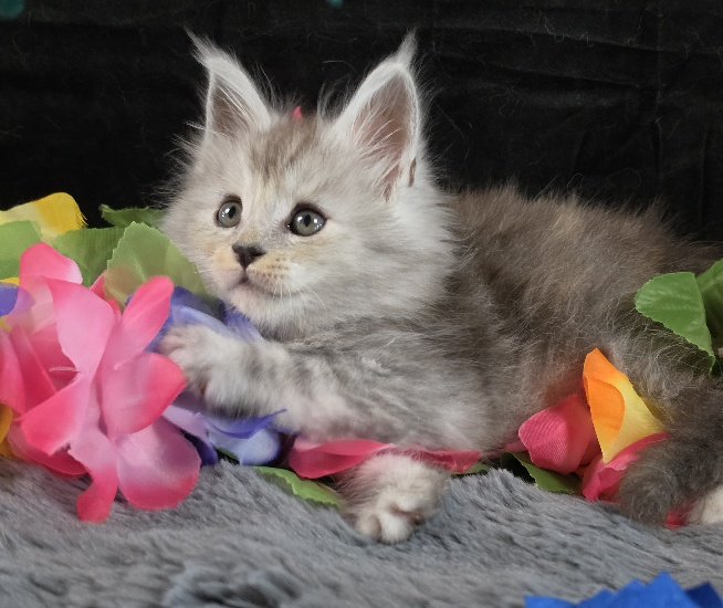 Tanzanite Dove blue collar black smoke torbie Maine Coon kitten photo 9