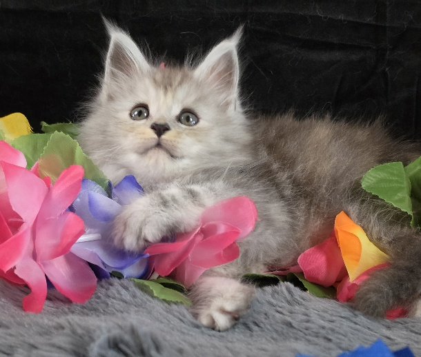 Tanzanite Dove blue collar black smoke torbie Maine Coon kitten photo 9