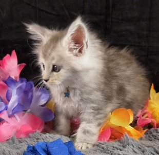 Tanzanite Dove blue collar black smoke torbie Maine Coon kitten photo 2