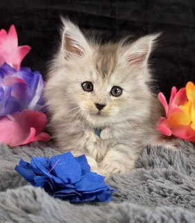 Tanzanite Dove blue collar black smoke torbie Maine Coon kitten photo 1