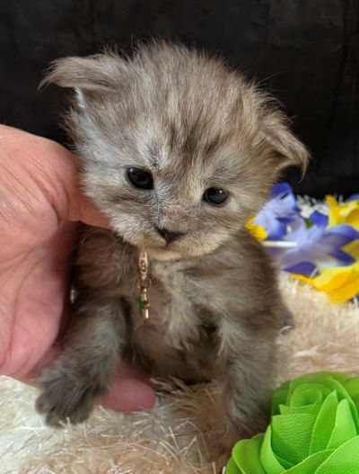Misty Pearl green collar black smoke torbie Maine Coon kitten photo 8