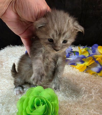 Misty Pearl green collar black smoke torbie Maine Coon kitten photo 7