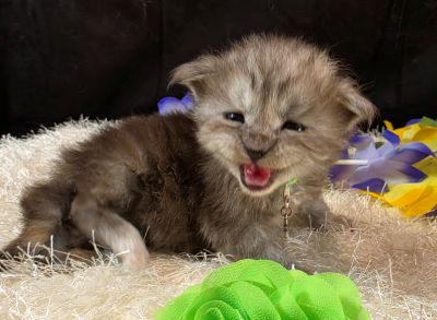 Misty Pearl green collar black smoke torbie Maine Coon kitten photo 6
