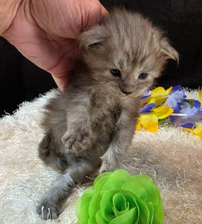 Misty Pearl green collar black smoke torbie Maine Coon kitten photo 5