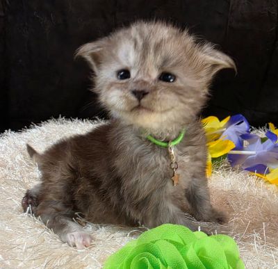 Misty Pearl green collar black smoke torbie Maine Coon kitten photo 4