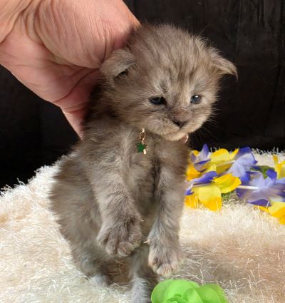 Misty Pearl green collar black smoke torbie Maine Coon kitten photo 3