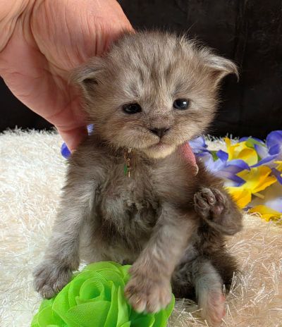 Misty Pearl green collar black smoke torbie Maine Coon kitten photo 2