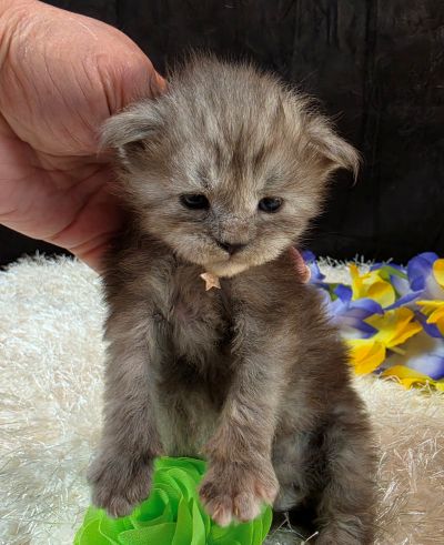Misty Pearl green collar black smoke torbie Maine Coon kitten photo 1