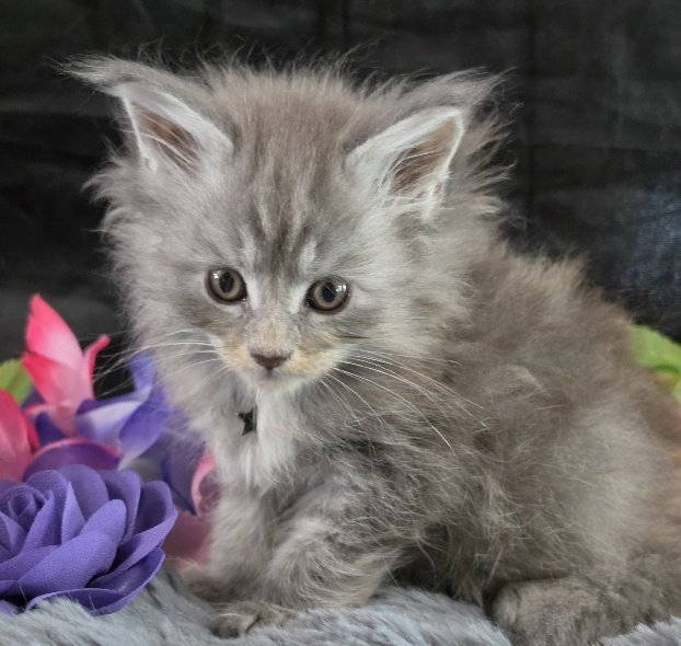 Amethyst purple collar blue smoke torbie Maine Coon kitten photo 1
