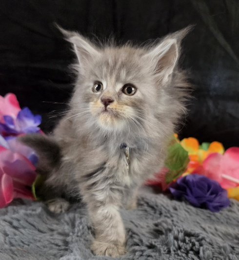 Amethyst purple collar blue smoke torbie Maine Coon kitten photo 8
