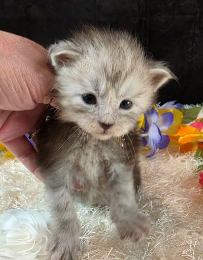 Dafyyd's Black Diamond white collar black smoke Maine Coon kitten photo 5