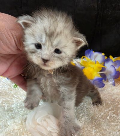 Dafyyd's Black Diamond white collar black smoke Maine Coon kitten photo 4