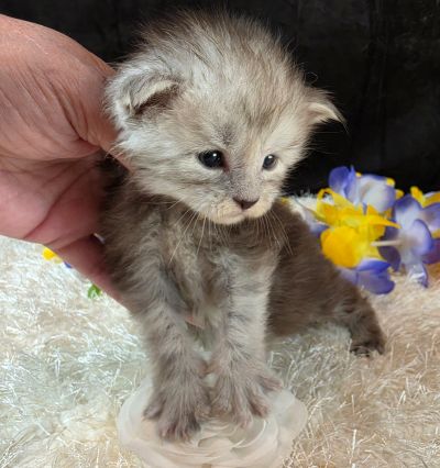 Dafyyd's Black Diamond white collar black smoke Maine Coon kitten photo 3