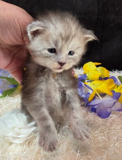 Dafyyd's Black Diamond white collar black smoke Maine Coon kitten photo 2