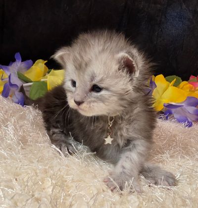 Dafyyd's Black Diamond white collar black smoke Maine Coon kitten photo 1