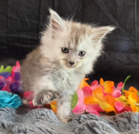 Moonstone aqua collar blue smoke torbie Maine Coon kitten photo 1