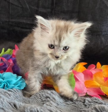Moonstone aqua collar blue smoke torbie Maine Coon kitten photo 4