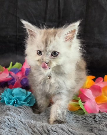 Moonstone aqua collar blue smoke torbie Maine Coon kitten photo 3