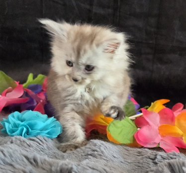 Moonstone aqua collar blue smoke torbie Maine Coon kitten photo 2