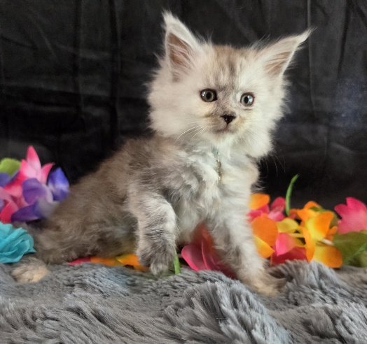 Moonstone aqua collar blue smoke torbie Maine Coon kitten photo 6