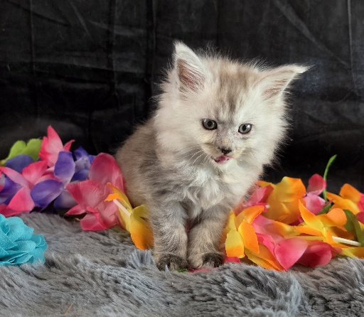 Moonstone aqua collar blue smoke torbie Maine Coon kitten photo 7