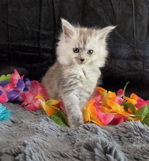 Moonstone aqua collar blue smoke torbie Maine Coon kitten photo 8