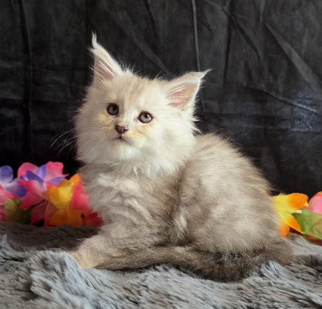 Opal pink collar blue smoke torbie Maine Coon kitten photo 2